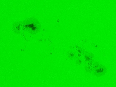 A flurry of sunspots