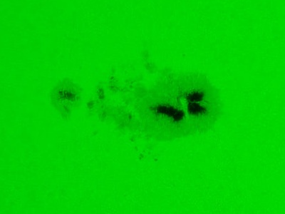 Giant sunspot 4079